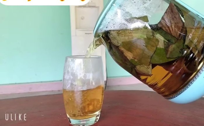 Hái lá sen tươi (0.26)