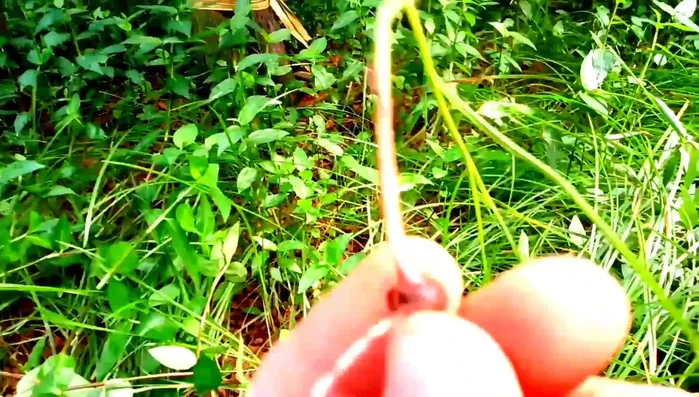 Chuẩn bị 8g cỏ gấu khô (bỏ rễ).