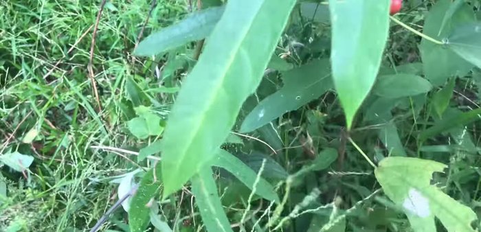 Thu hoạch gốc rễ cây Vú Bò: Tìm kiếm cây Vú Bò ở những khu vực nương bãi cũ, hoặc vùng đồi núi có tán rừng cây hồi, đặc biệt là những nơi chưa được phát quang [230.9]