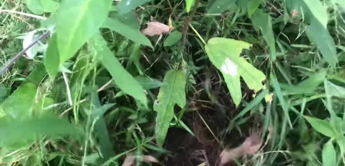 Ngâm rượu: Cho gốc rễ cây Vú Bò đã phơi khô vào bình thủy tinh sạch. Đổ rượu trắng vào ngập hoàn toàn nguyên liệu. Đậy kín nắp bình và bảo quản ở nơi thoáng mát, tránh ánh nắng trực tiếp [243]