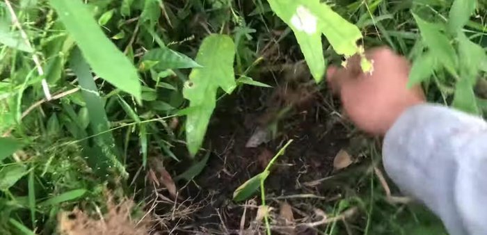 Đào gốc rễ: Sử dụng xẻng để đào lấy gốc rễ cây Vú Bò. Lưu ý gốc rễ cây ăn khá sâu [317.419]