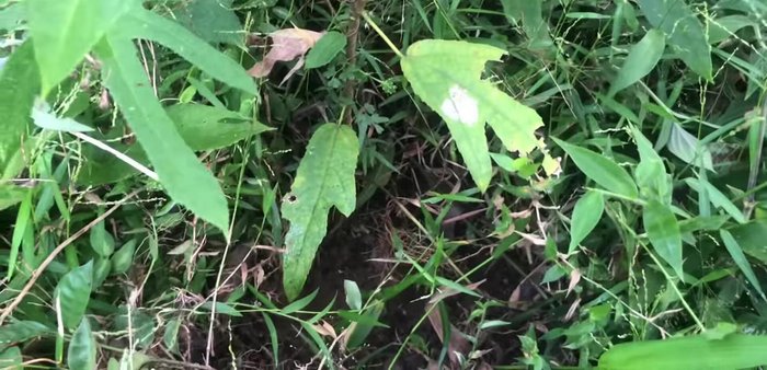 Phơi khô: Cắt nhỏ gốc rễ thành từng miếng vừa phải rồi đem phơi khô dưới ánh nắng mặt trời cho đến khi vàng đều. Quá trình phơi khô giúp giữ được mùi thơm đặc trưng của rễ cây [269.04]