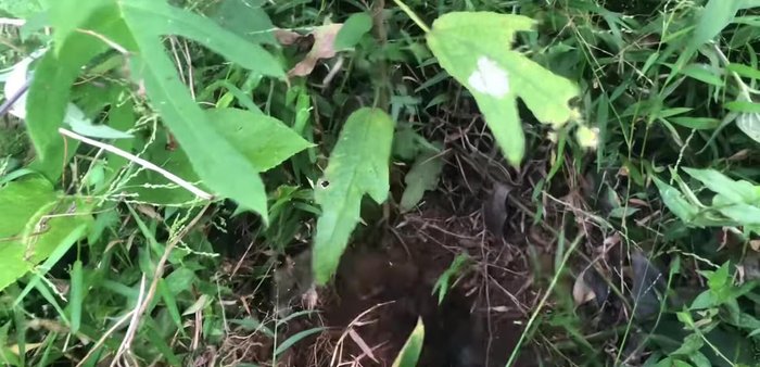 Chờ rượu ngấm: Để rượu ngâm trong thời gian từ vài tháng trở lên để rượu có được hương vị thơm ngon và chất lượng tốt nhất [283.88]