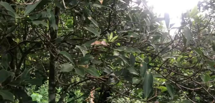 Làm sạch và sơ chế: Rửa sạch đất cát bám trên gốc rễ. Cắt bỏ những phần bị hư hỏng [null]