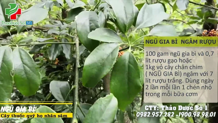 Cho ngũ gia bì vào hũ.