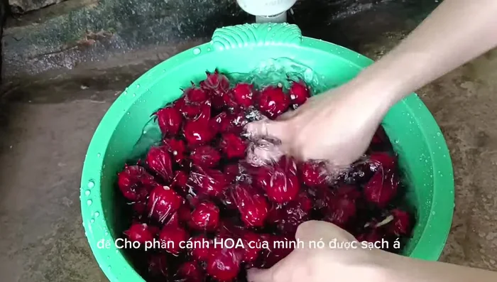 Rửa sạch hoa atiso đỏ 2 lần với nước. [44.66]