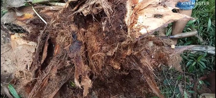 Thu hoạch đuông dừa: gom nhặt đuông dừa từ cây dừa đã chặt.