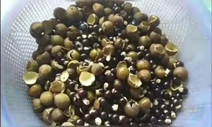 Lọc phần thịt long nhãn ra khỏi vỏ và hạt.