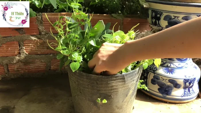 Trộn đều tất cả các nguyên liệu lại với nhau.