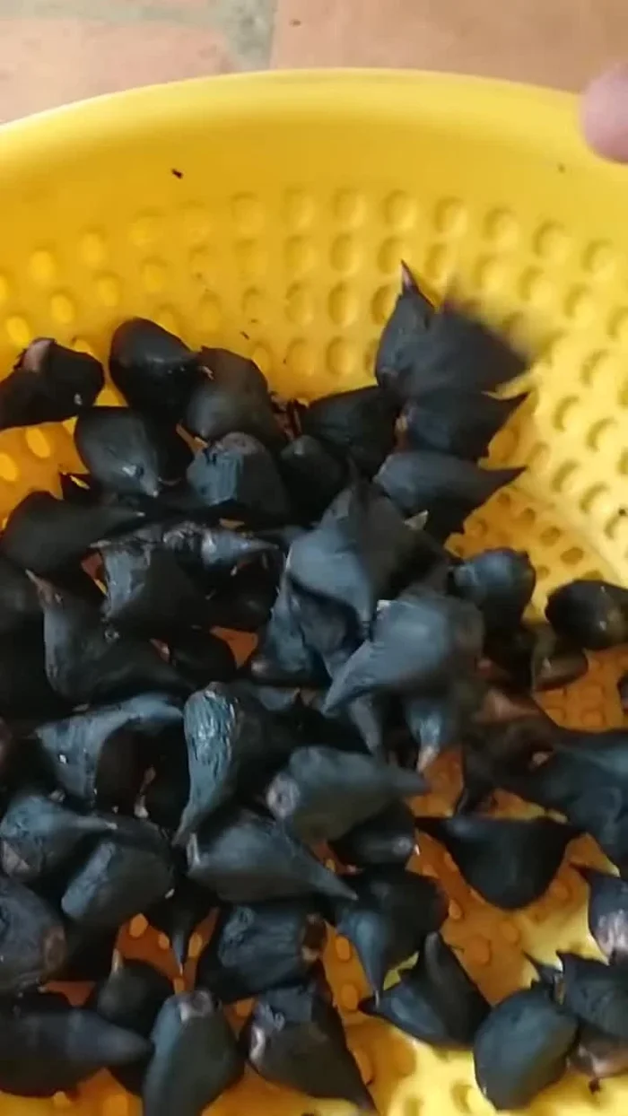 Rửa sạch củ ấu.