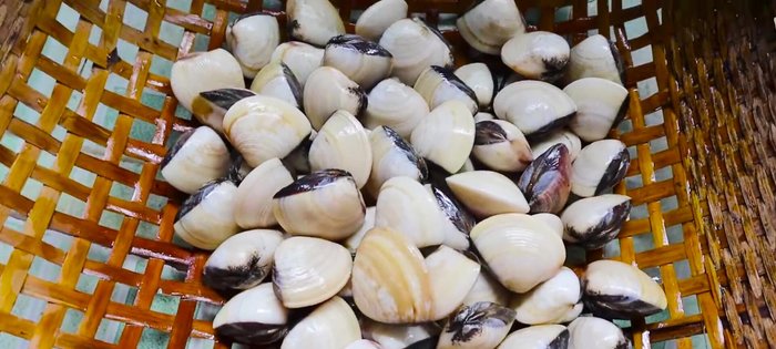 Rửa sạch nghêu cho đến khi thật sạch và để ráo nước.