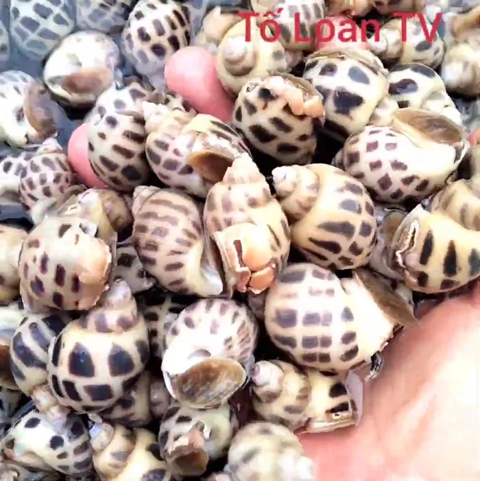 Ngâm ốc hương khoảng 30 phút với nước biển hoặc nước muối loãng để ốc sạch cát.