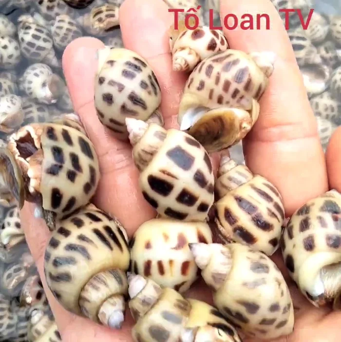 Rửa sạch ốc hương.