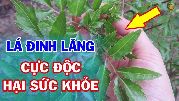 Chọn loại cá phù hợp (nếu muốn nấu canh cá).