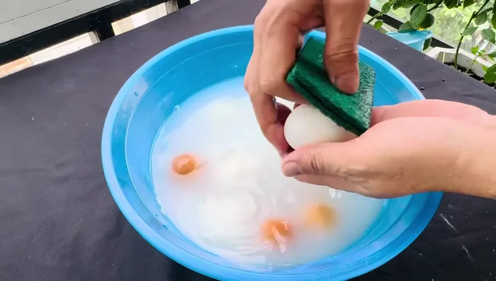Dùng miếng cước xanh chà sạch vỏ trứng (74.04).