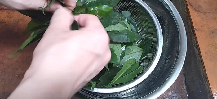 Chọn lá đắng bánh tẻ, non. Rửa sạch, thái nhỏ. Rửa lại một lần nữa để giảm bớt vị đắng.