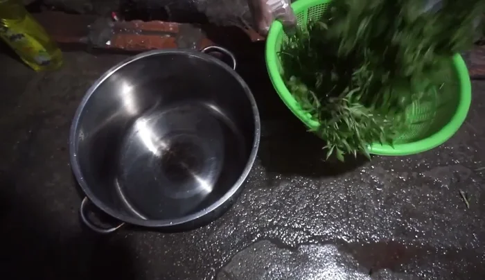 Lót lá đinh lăng xuống đáy nồi hấp để tránh cá bị dính và giảm mùi tanh.