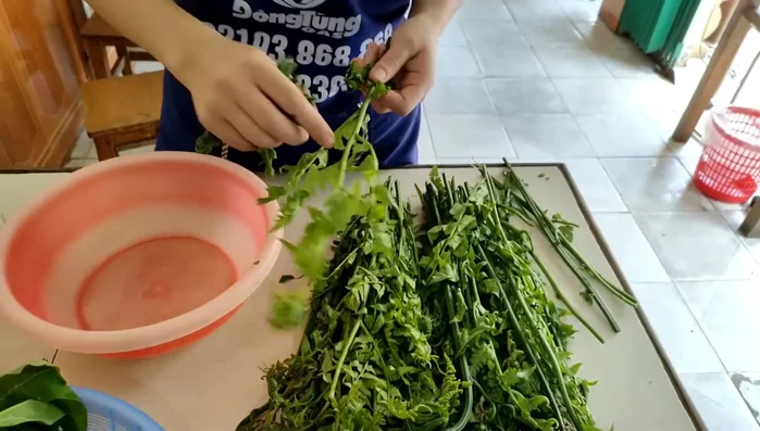 Nhặt, rửa sạch rau dớn. Chọn những ngọn và lá tươi, mập mạp.