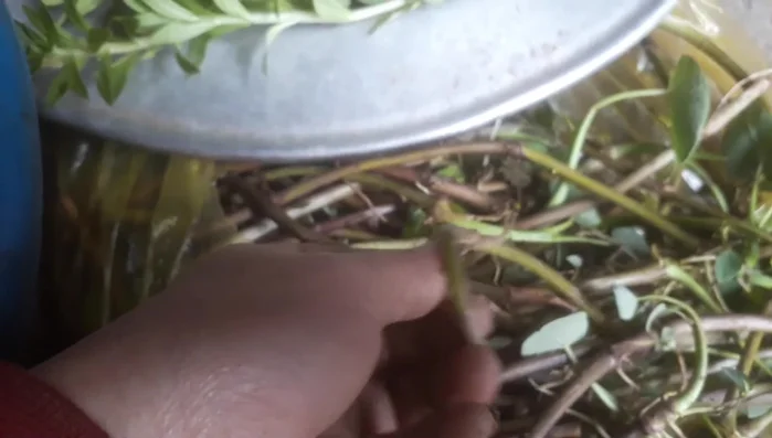 Loại bỏ vỏ ngó khoai, tước bỏ phần vỏ già và ngâm vào nước để loại bỏ đất.