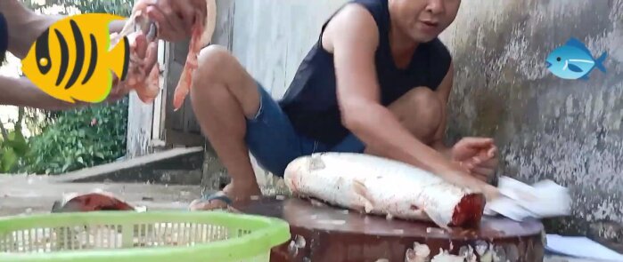 Phi lê cá trắm, loại bỏ phần xương và da.