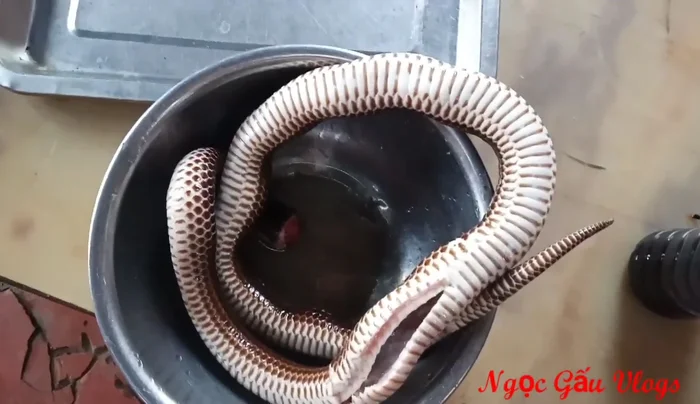 Làm sạch rắn: Cạo vảy, rửa sạch, cắt bỏ mỡ bụng và đuôi để loại bỏ ruột. (47.16)
