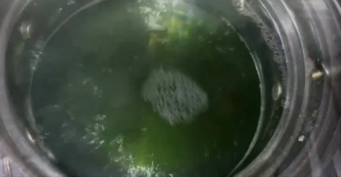 Đun sôi nước.