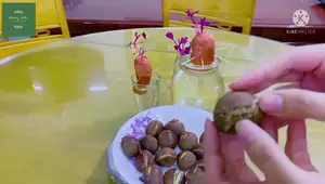 Hạt Dẻ Nướng Nồi Chiên Không Dầu - Món Ăn Vặt Mùa Thu
