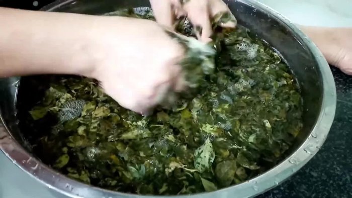 Chuẩn bị lá găng: Lá găng thường chỉ tìm thấy ở vùng núi, đồi. Rửa sạch lá găng.