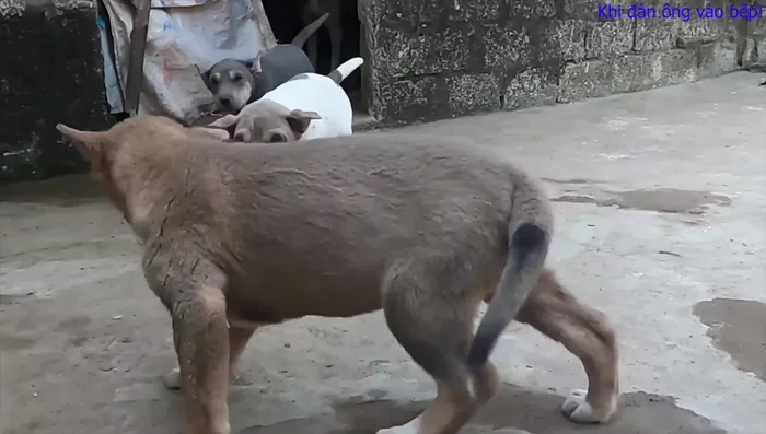 Vớt súp lơ ra để ráo nước.