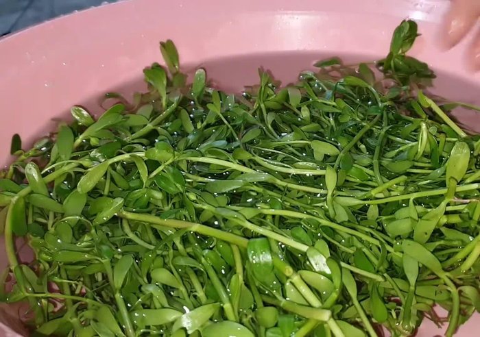 Rửa sạch rau đắng.