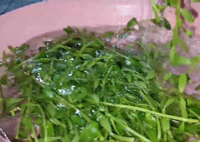 Vớt rau đắng ra để ráo nước.