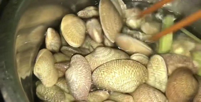 Luộc sơ ngao với sả cho đến khi ngao mở miệng.