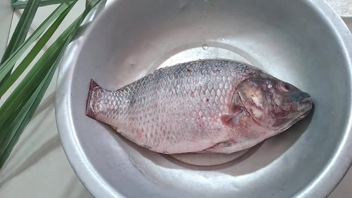 Làm sạch cá rô phi: Rửa cá với nước muối để khử mùi tanh và làm sạch phần ruột, mang. (11.469)