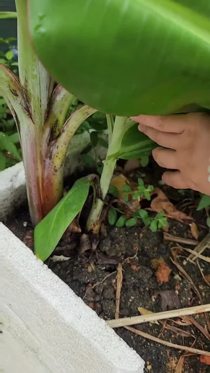 Chuẩn bị lá chuối: Cắt lấy lá chuối tươi, rửa sạch và lau thật khô. Đừng để lá chuối bị đọng nước.